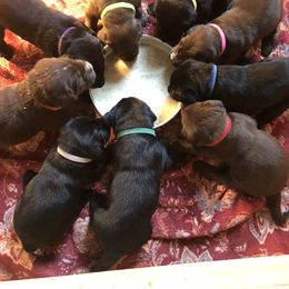 Labrador Retriever Puppies from Marshview Labs