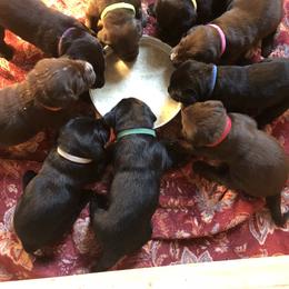 Labrador Retriever Puppies from Marshview Labs