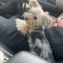 Amaru - Yorkshire Terrier