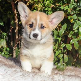 Green collar - Red male Pembroke Welsh Corgi puppy in Caliente, California from Rafter Cross 7