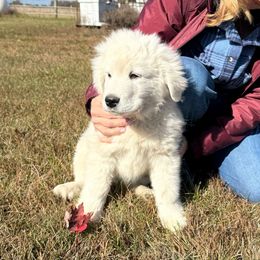 Brown collar boy - White male Maremma Sheepdog puppy in Swanton, Ohio from Old Orchard Maremmas