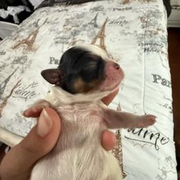 Male 1 - Black and white male Shih Tzu puppy in Suwanee County, Florida from Everlasting Shih Tzu