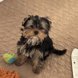 Lola - Blue and gold female Yorkshire Terrier puppy in Portland, Oregon from Bohemian Beauty Yorkshire Terrier