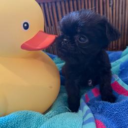 Violet - Black female Brussels Griffon puppy in Brooks, Georgia from Brooks Berner Bears & Brussels Griffons
