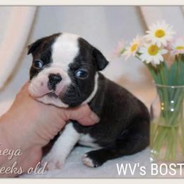 Freya - Black and white female Boston Terrier puppy in North Central, Vermont from Windy Valley’s Bostons