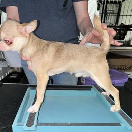 Kane - Chocolate sabled fawn male Chihuahua puppy in Palmyra, Indiana from Country Star Chihuahuas