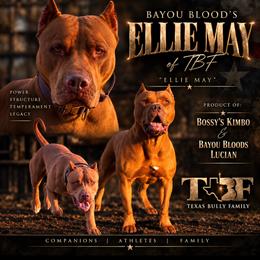 ELLIE MAY - American Bully