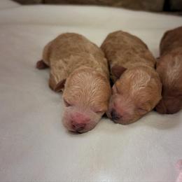 Poodle puppies from My Awesome Rover
