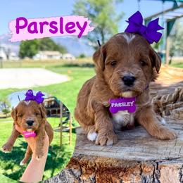 Parsley - Red  female Goldendoodle puppy in West Haven, Utah from Split Mountain Doodles