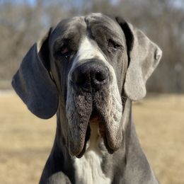 Rosie - Great Dane