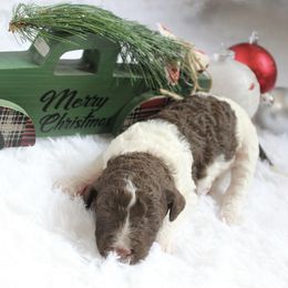 Hazelnut - Parti female Goldendoodle puppy in Arlington, Texas from Chambers Doodle Patch