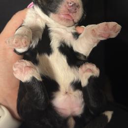 Rue - Tri-color female Bernedoodle puppy in Fishers, Indiana from Hannah's Bernedoodles