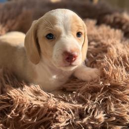Cruz - Piebald male Dachshund puppy in Blackstone, Virginia from Dainty Dachshunds