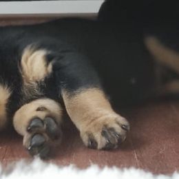 Rottweiler Puppies from Vom Gryphonberg