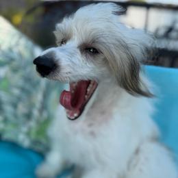 Cliff - AKC - White and black male Chinese Crested puppy in Rockwall (Dallas Area), Texas from Ridgelake Ranch Chinese Cresteds