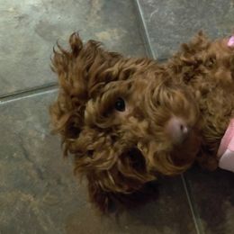 Cavapoos, Goldendoodles, and Poodles from Halo's Heroes Doodles