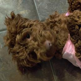 Cavapoos, Goldendoodles, and Poodles from Halo's Heroes Doodles