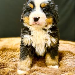 Willie - Black rust and white male Bernese Mountain Dog puppy in Alabama from Dogwood Creek Bernese