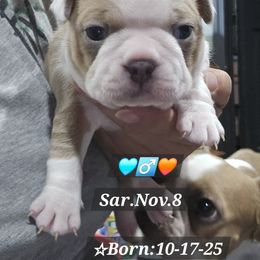 Blue fawn BoY - Blue male Boston Terrier puppy in Versailles, Indiana from Benhams Bostons