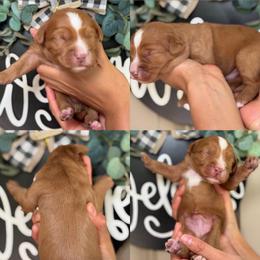 Rooster - Red male Assorted Doodle Crosses puppy in Yuciapa, California from AlltheDoodlez_