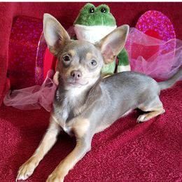 Blu - Chihuahua