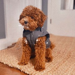 Simba - Goldendoodle