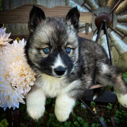 Denver - Agouti and white female Siberian Husky puppy in Union Grove, Alabama from Southern Siberian Life