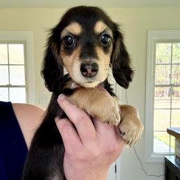 Caraway - Black and cream female Dachshund puppy in Benson, North Carolina from Queen of Weens Mini Dachshunds