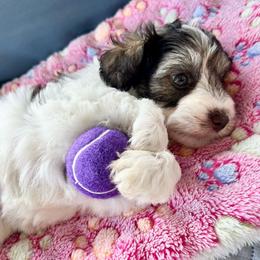 Mercy - Parti female Miniature Schnauzer puppy in Canyon Lake, Texas from Chambers Schnauzers