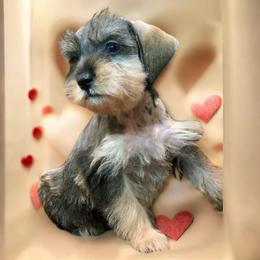 Toffee - Merle female Schnoodle puppy in Kentucky from Mrs Bs Teeny Schnauzers & Doodles
