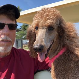 Poodle Puppies from Prissy Pants Poodles LLC