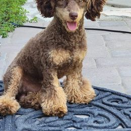 Peanut - Poodle