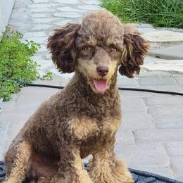 Peanut - Poodle