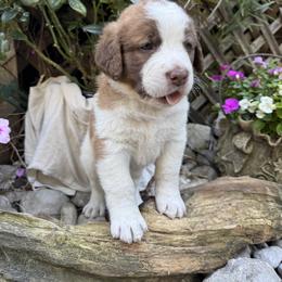 Quake - Brown and white male Saint Berdoodle puppy in Traverse City, Michigan from Bare Paws Saint Berdoodles