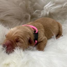 Pink - Dark golden female Golden Retriever puppy in Yakima County, Washington from Saddle Rock Kennels