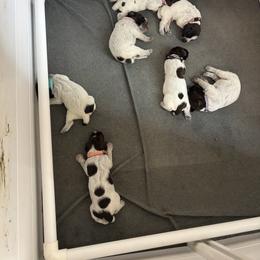 Wirehaired Pointing Griffon Puppies from Heritage Hills WPGs
