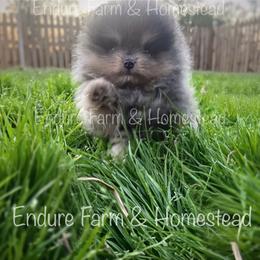 Toffee - Tri-colored male Pomeranian puppy in Plantersville, Texas from Endure Farm Inc