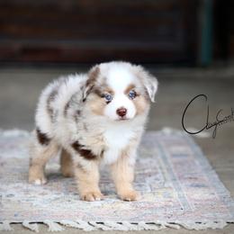 Moe - Red merle male Miniature Australian Shepherd puppy in Prague, Oklahoma from Clay Creek Aussies