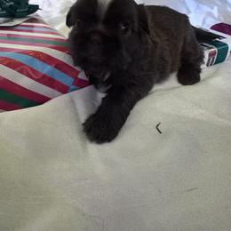 Gregg - Liver and white male Shih Tzu puppy in Toccoa, Georgia from Shorkie & Shih Tzu Haven