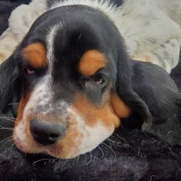Basset Hounds from Elizabeth Bassets