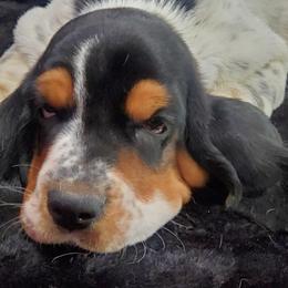 Basset Hounds from Elizabeth Bassets