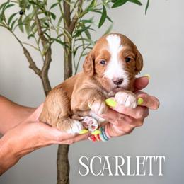 Girl 4 - female Bernedoodle puppy in South Jordan, Utah from Wonderful World Doodles