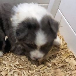 Australian Shepherd Puppies from Mullis Australian Shepherd