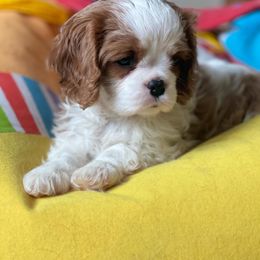 Cavalier King Charles Spaniel Puppies from Angels Ridge Cavaliers