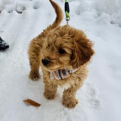 Winchester (blue collar) - Apricot male Saint Berdoodle puppy in Swartz Creek, Michigan from Whisky Paws Saint Berdoodles and Poodle Pups