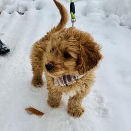 Winchester (blue collar) - Apricot male Saint Berdoodle puppy in Swartz Creek, Michigan from Whisky Paws Saint Berdoodles and Poodle Pups