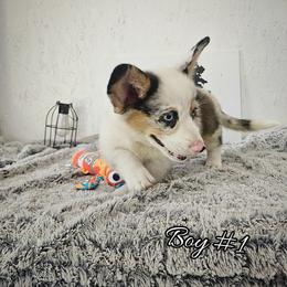 Boy 1 - Blue merle and white male American Corgi puppy in Natchitoches. La, Louisiana from Bleu Bayou Corgis