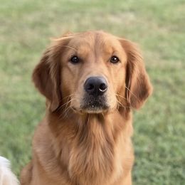 Honey - Golden Retriever