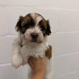 Red collar - Chocolate brindle male Havanese puppy in Lakeland, Florida from Charlie’s Havanese Angels