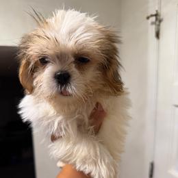 Shih Tzu puppies from Joyfull Pals